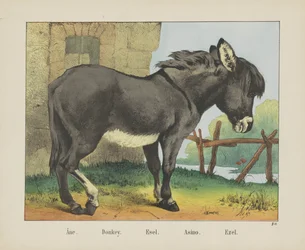 Âne. / Burro. /Esel. / Asino. / Ezel (título sobre objeto)
