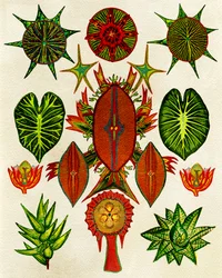 Ilustración de naturaleza detallada