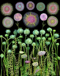 Cápsulas de amapola y círculos abstractos