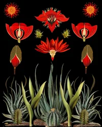Flores del desierto rojo