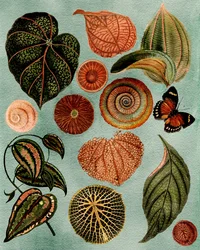 Estudio botánico de estilo vintage