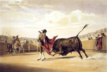 Toro embistiendo mientras el torero toca el capote