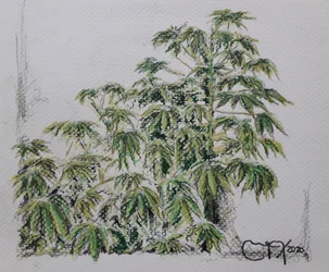 Planta de Yuca