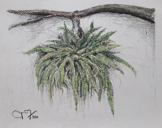 Planta Ornamental - Helecho