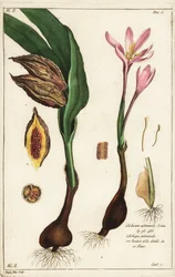 Azafrán de otoño, Colchicum autumnale, Linn