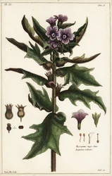 Beleño negro, jusquiame noire, Hyoscyamus niger Linn