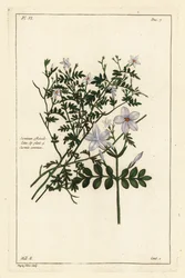 Jazmín común, Jasminum officinale, Linn