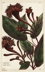 Arbusto cornucopiano, Copianthus indica, Hil