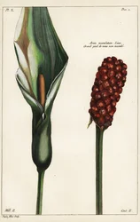 Aro silvestre o flor de arum, flor y fruto, Arum maculatum, Linn