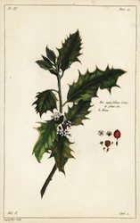 Acebo europeo, Ilex aquifolium, Linn