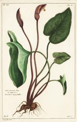 Capucha de fraile o larus, Arisarum vulgare