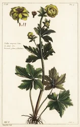 Globo de oro, Trollius europaeus, Linn