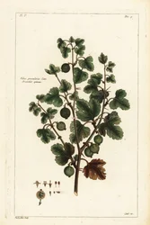 Grosella espinosa, Ribes grossularia
