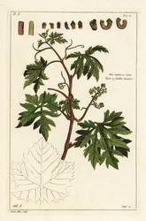 Hojas y uvas en una vid, Vitis vinifera