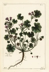 Malva común o malva de hojas redondas, Malva pusilla