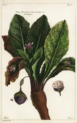 Mandrágora, Mandragora officinarum