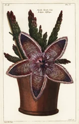Flor estrella de mar o planta carroñera, Stapelia hirsuta Linn