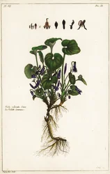 Violeta dulce, Viola odorata, Linn
