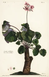 Especies no resueltas de geranio, Geranium umbellicatum